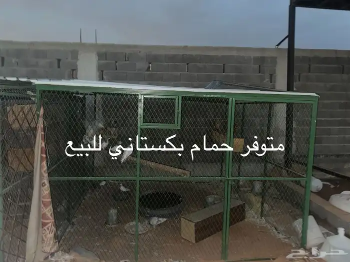 حمام باكستاني والشبك للبيع 0