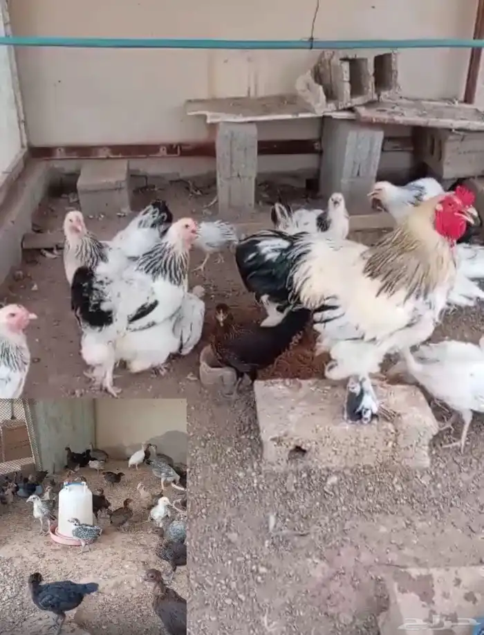 دجاج بلدي براهما حبشي باحجام مختلفة للبيع 0