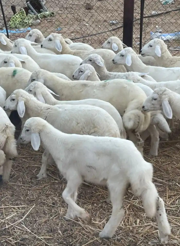 بهم تربية 44 1