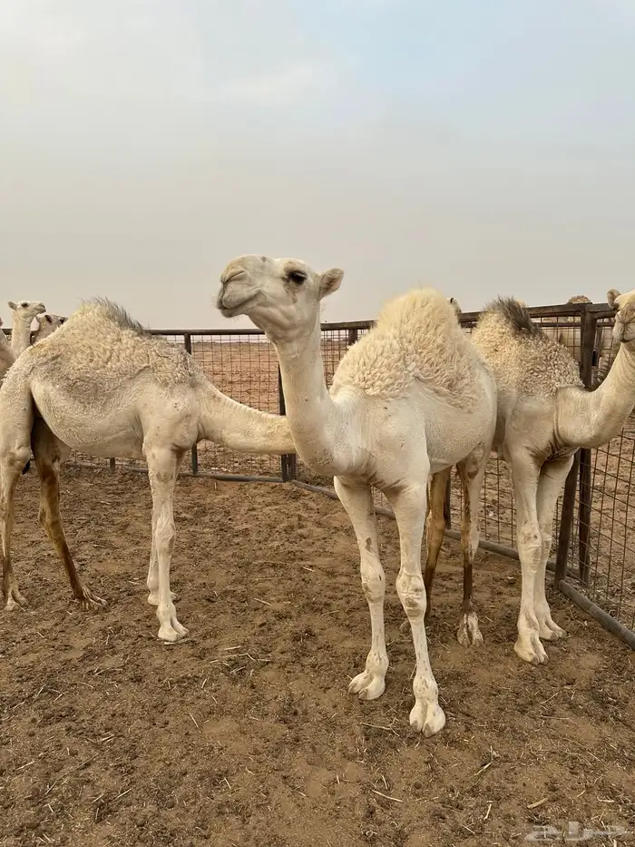 قعود حوار عوني على بعير نشاء النفيعي نوفان 0