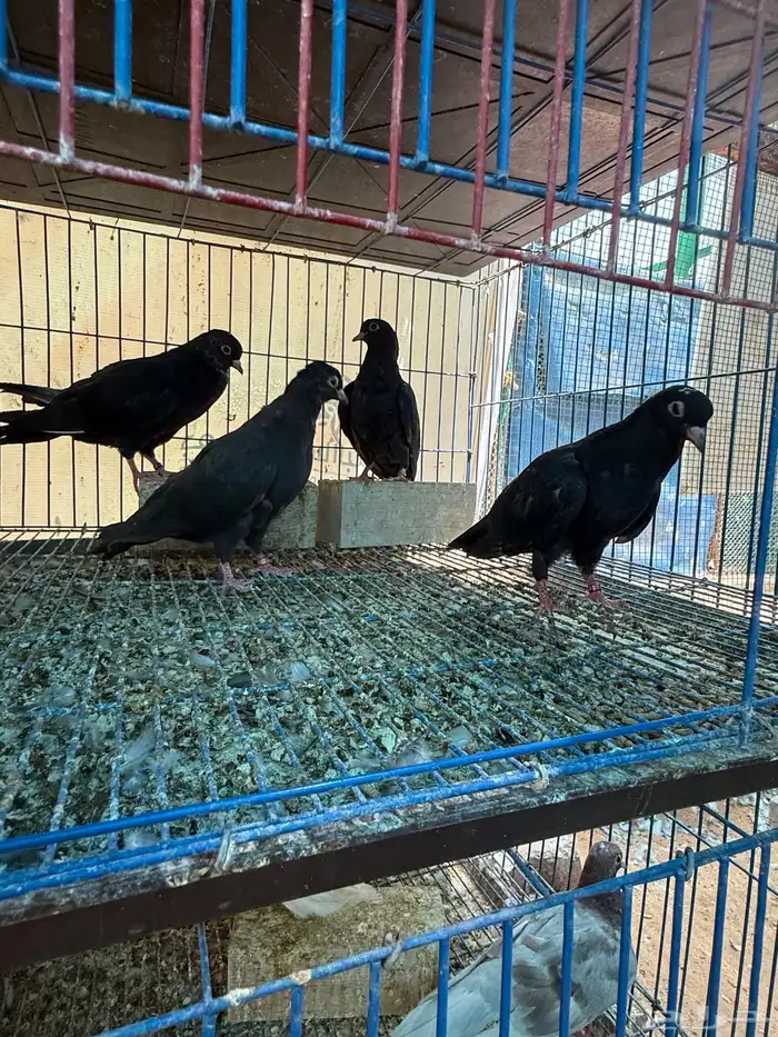 طبات صنعاوي بيور اصيل اسود 7