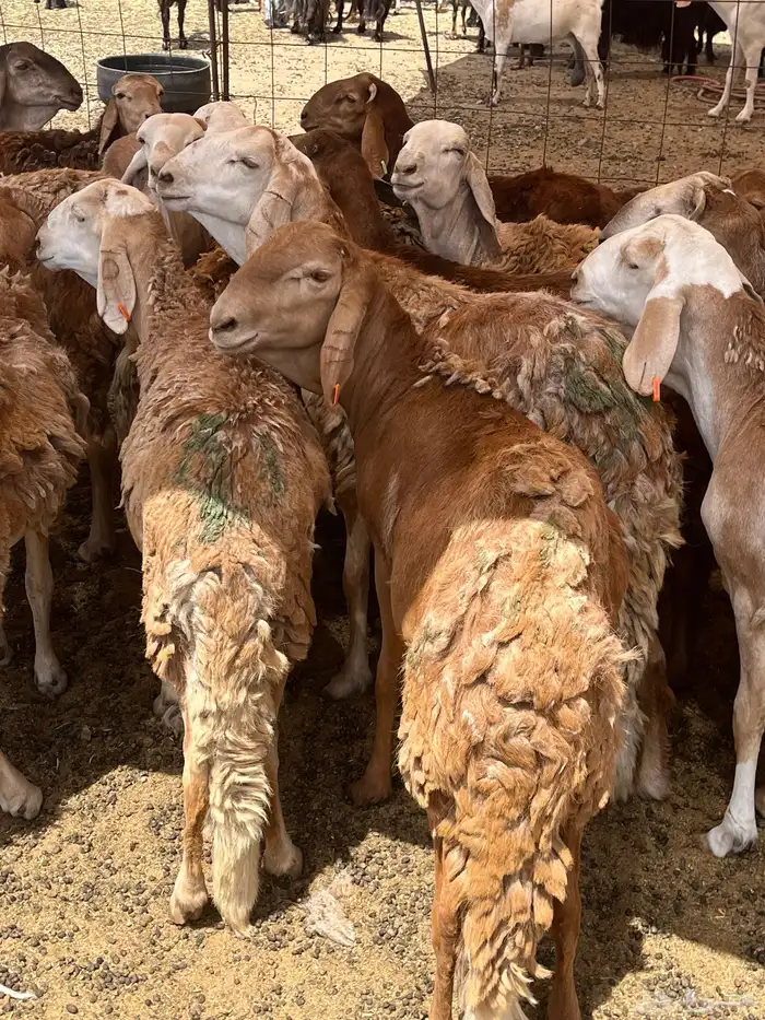 سواكني حمري تربيه 4