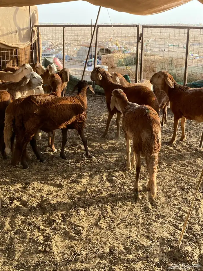 طليان سواكني حمري تربية 4شهور 1