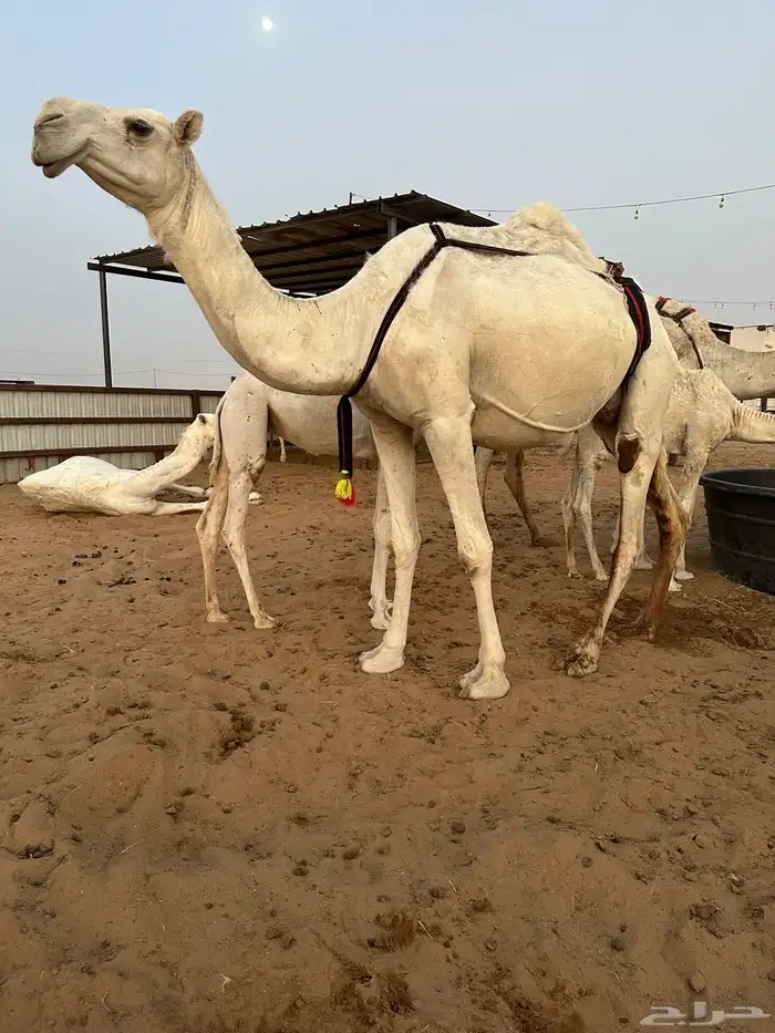 عشراء وضحاء حدرها بكره كفو منوة القناي 6