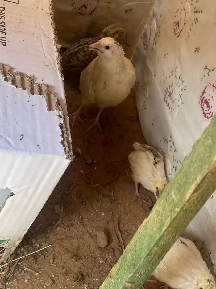 سمان للبيع ثنتين كبار وأربعة صيصان 2
