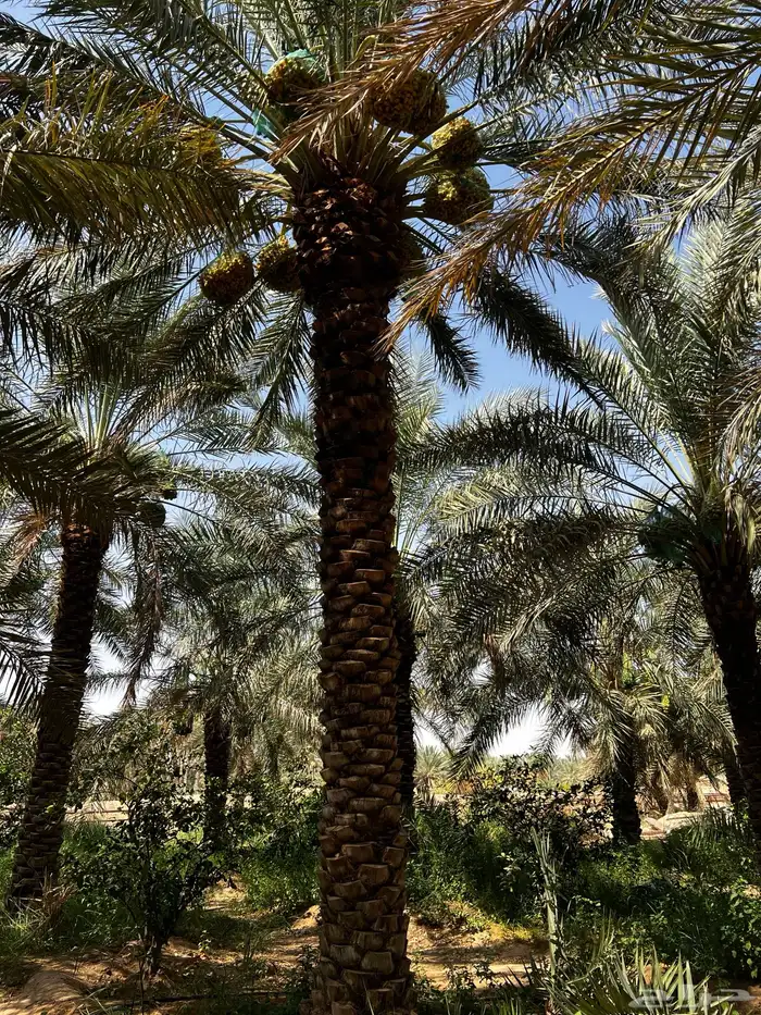 نقايل نخل منوعه 3