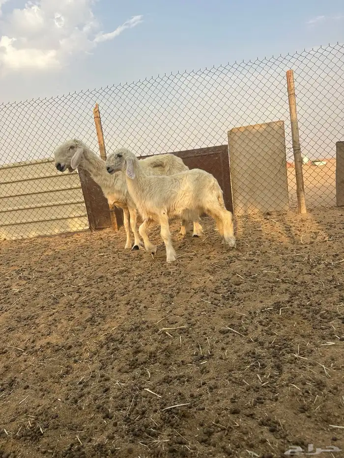نجدية عيسيه متبع 1