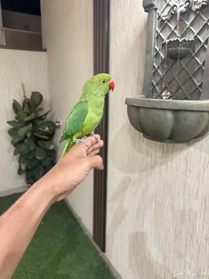 دره أليف 0