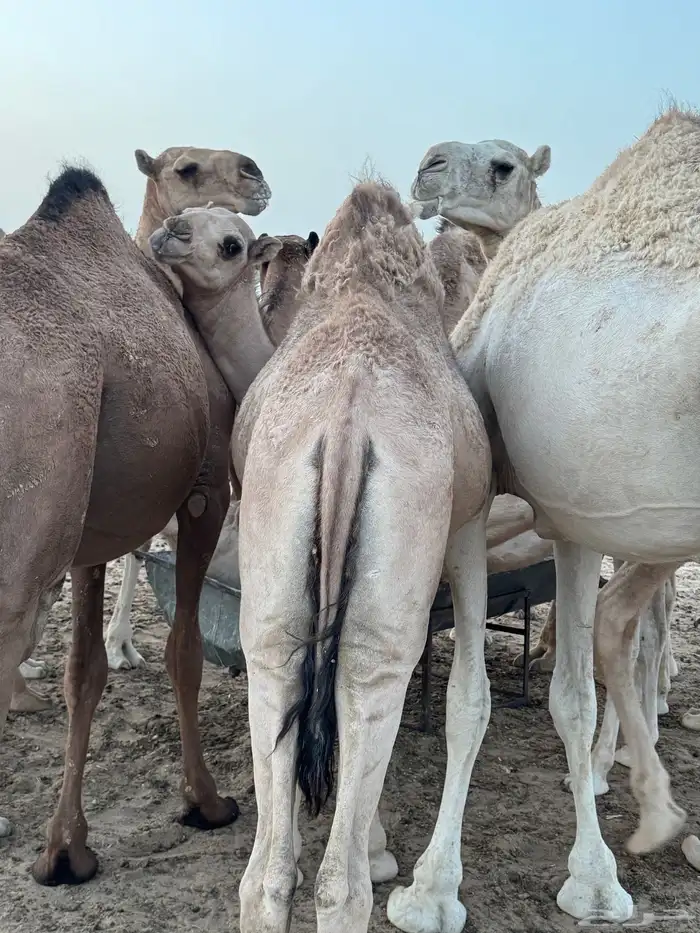 حشوان للبيع العدد 5 كفو الموقع تثليث 2