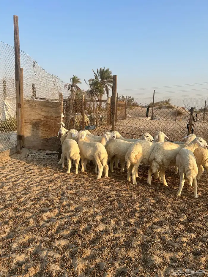 حريات هرفى ( تم البيع ) 2