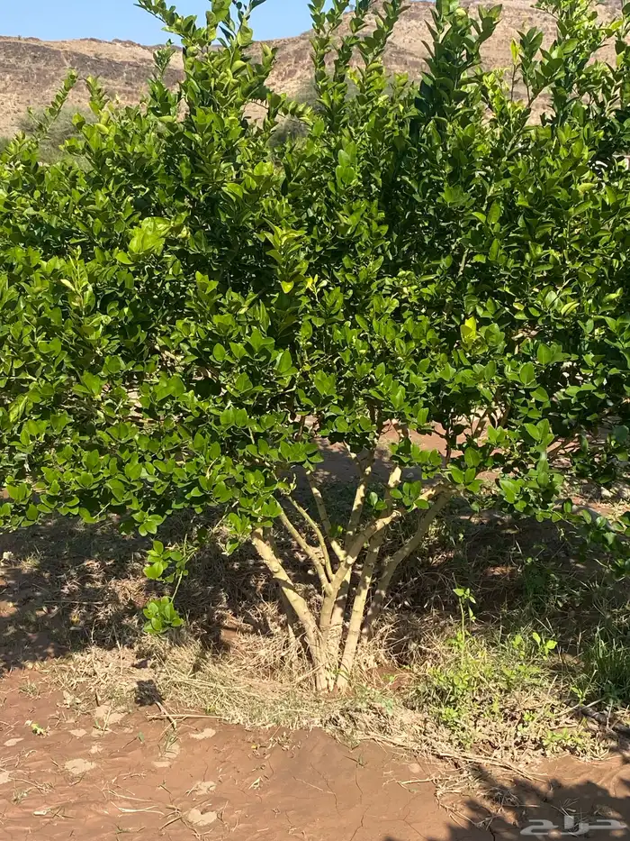 اشجار ليمون بن زهير عمرها خمس سنوات 1