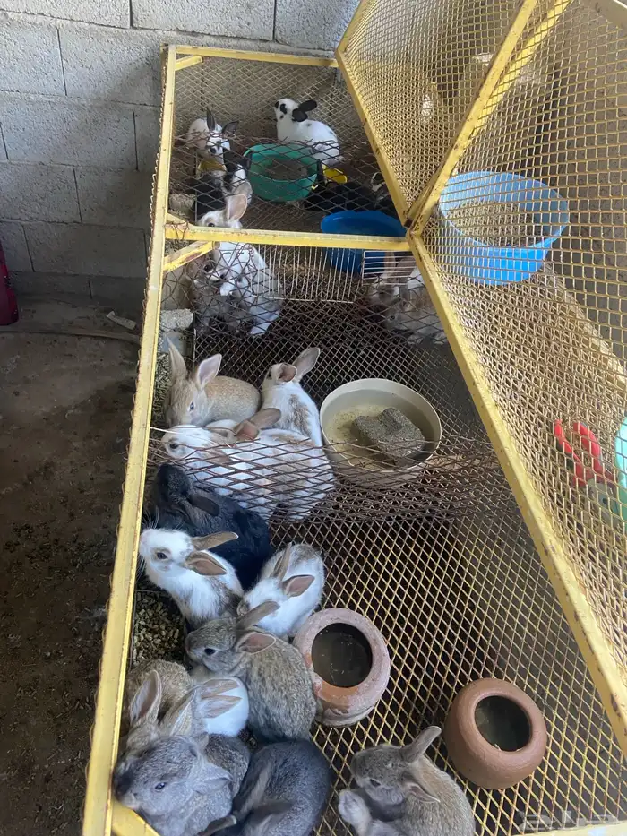 ارانب للبيع 5