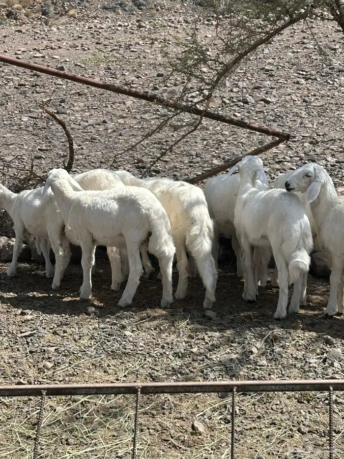 خرفان 8