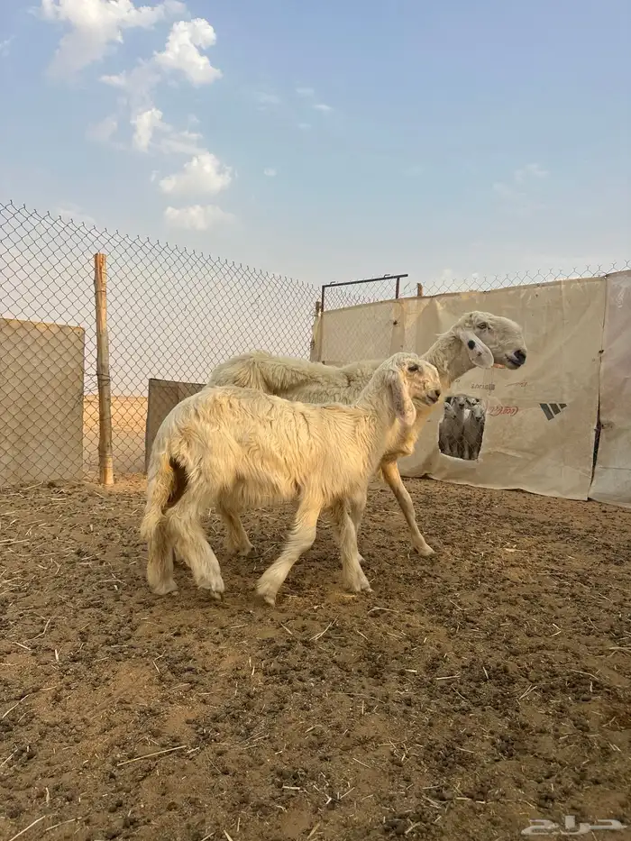نجدية عيسيه متبع 0