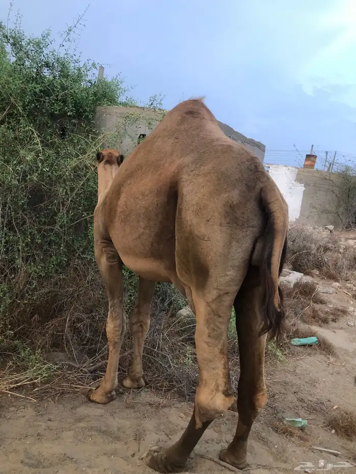 جمل ساحلي السن ثني 0