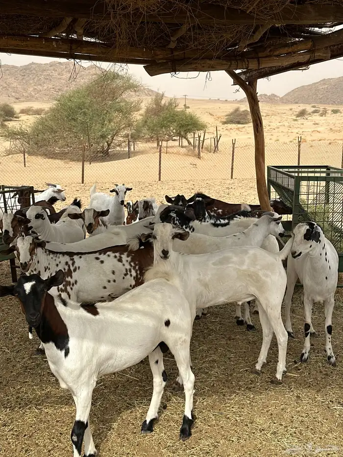 تيوس جذعان مقفله شحم للبيع 0