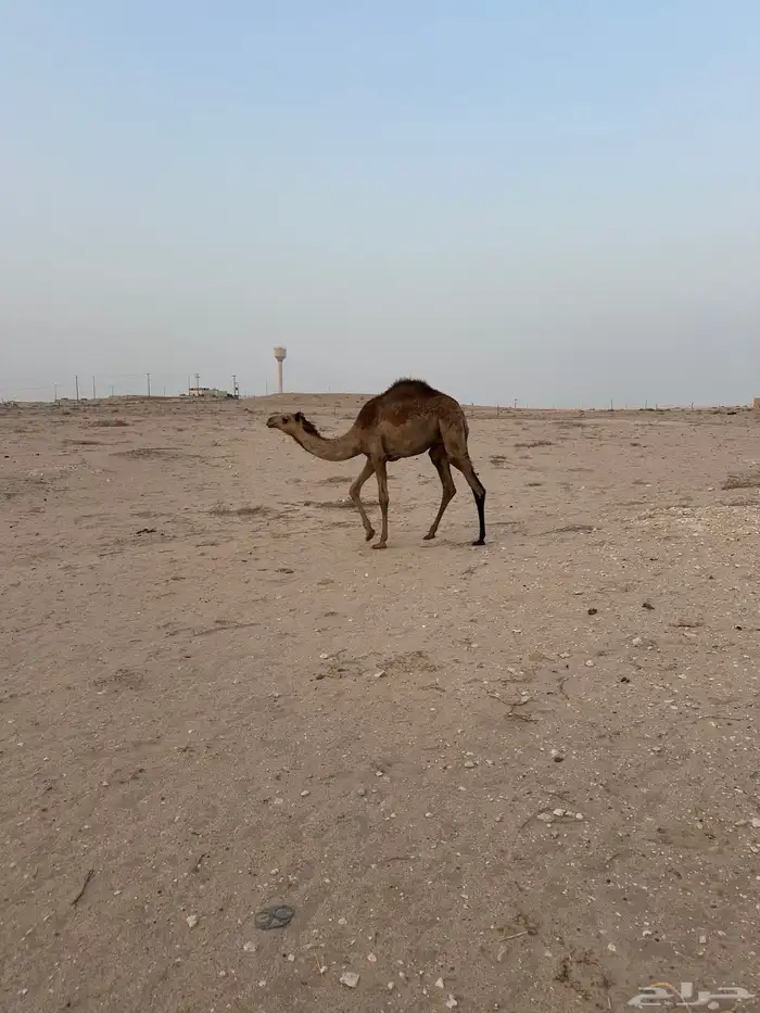 قعود للبيع 0