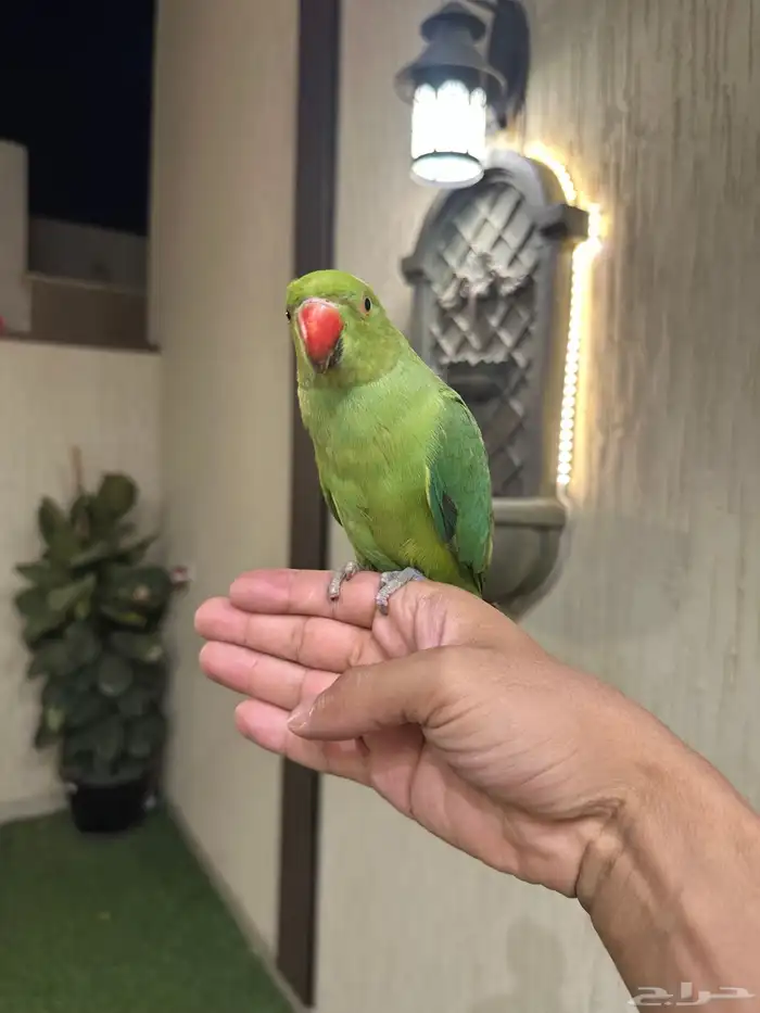 دره أليف 3