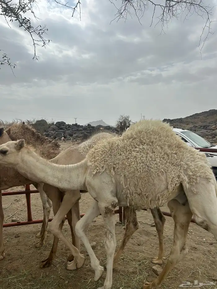 حشوان بلدي كفو ومسكته للمناسبات والمبادي 6