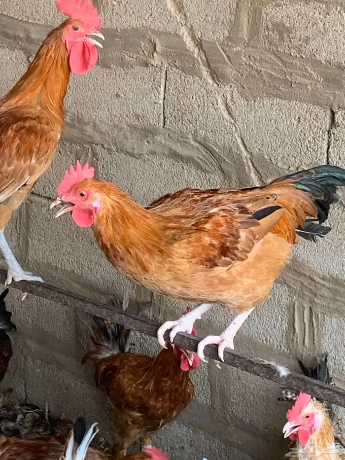 للبيع ديكه بلدي 8