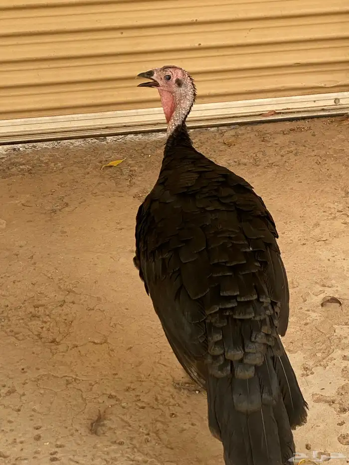 ديك رومي للبيع 0