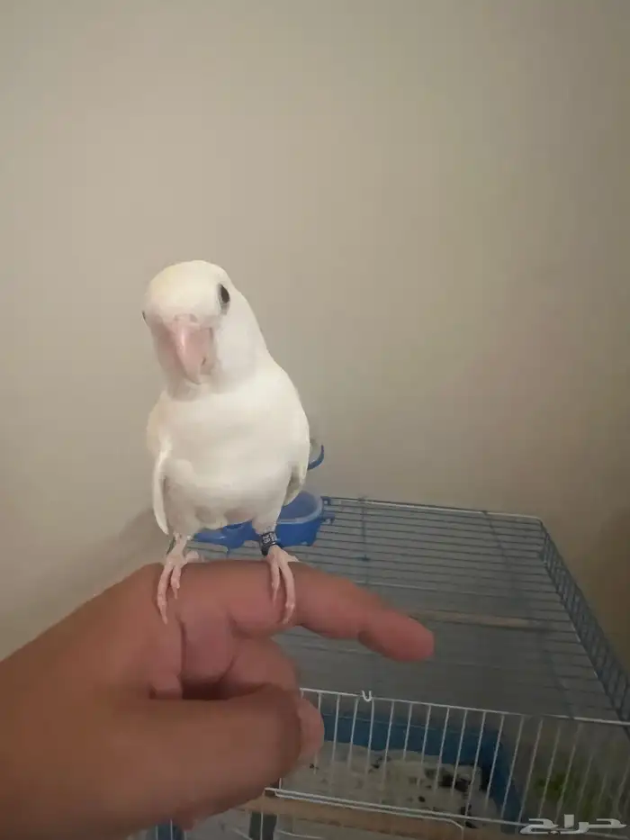 روز البينو اينو 2