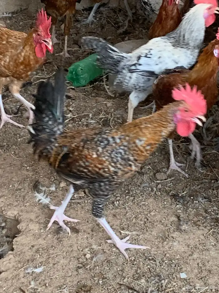 للبيع ديكه بلدي 7