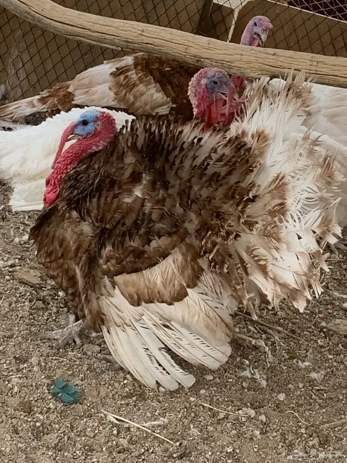 للبيع ديكه بلدي 3