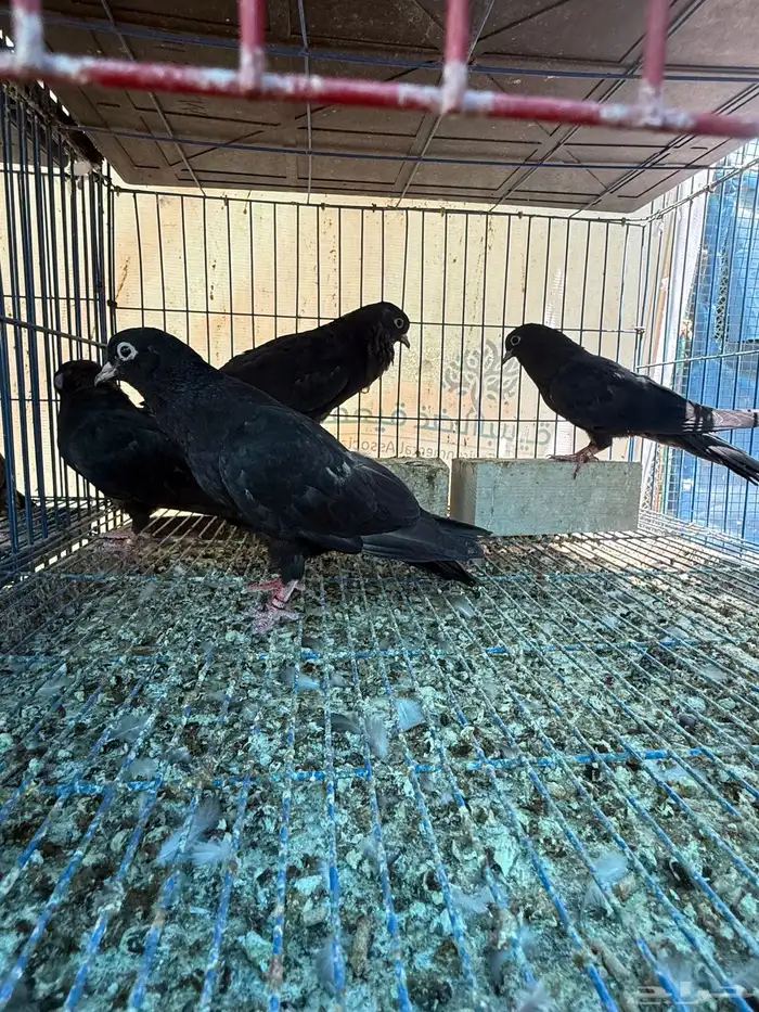 طبات صنعاوي بيور اصيل اسود 3