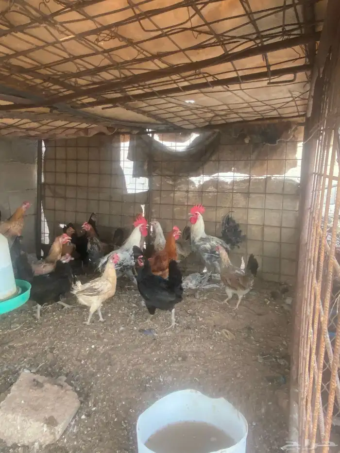 دجاج لبيع بلدي منوع 11