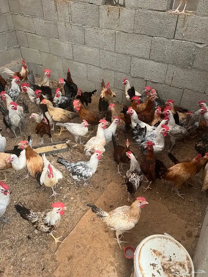 ديوك للبيع 1