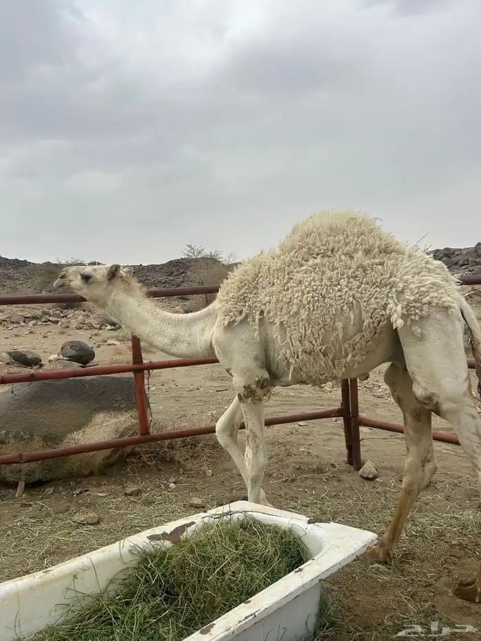 حشوان بلدي كفو ومسكته للمناسبات والمبادي 7