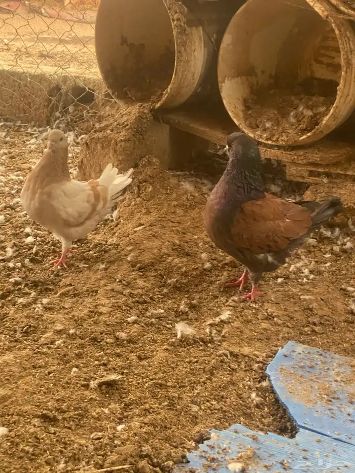 حمام كنق 0