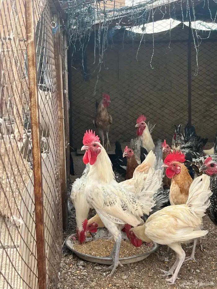 ديكه 2