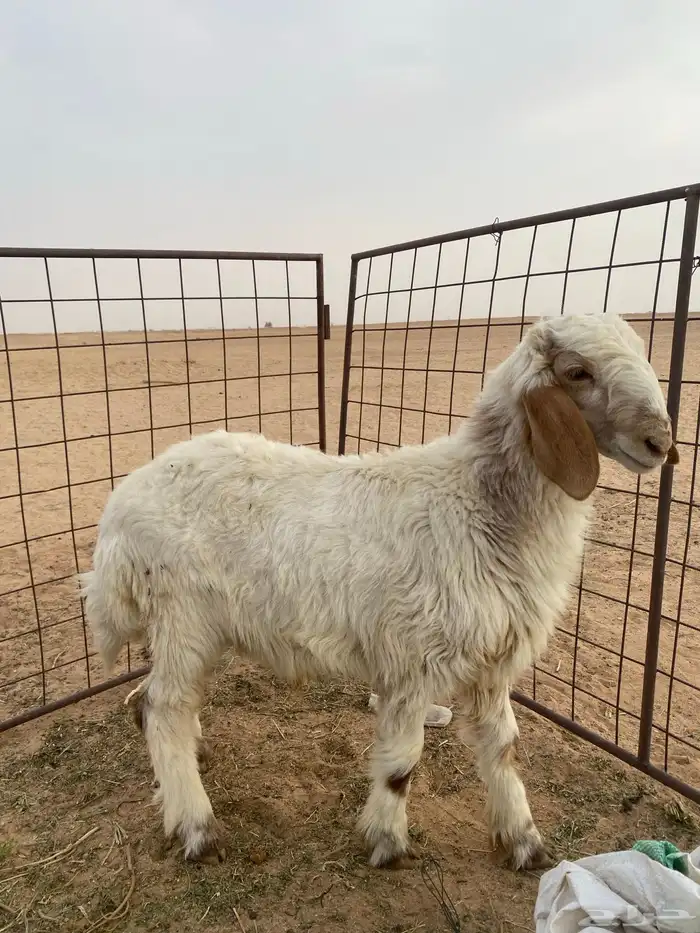 طليان للبيع واحد نعيمي والثاني مهجن 3