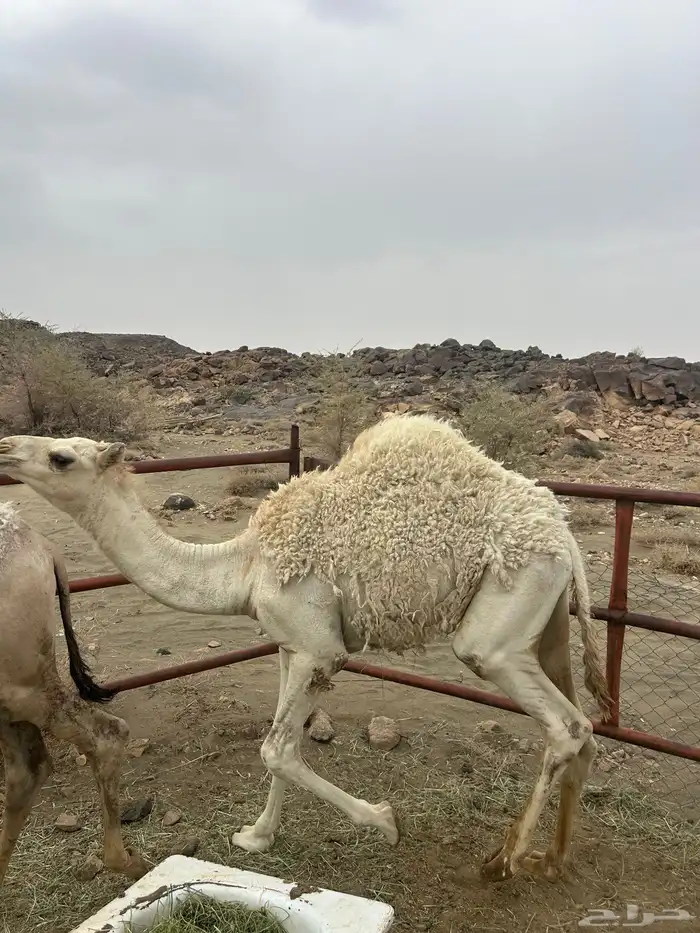 حشوان بلدي كفو ومسكته للمناسبات والمبادي 3
