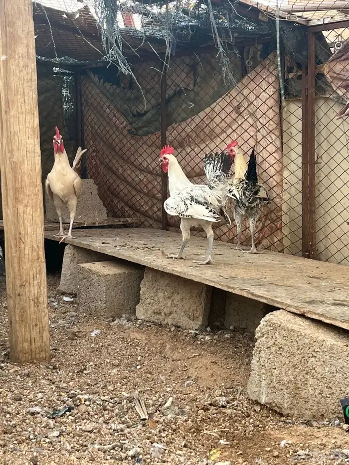 ديكه 0