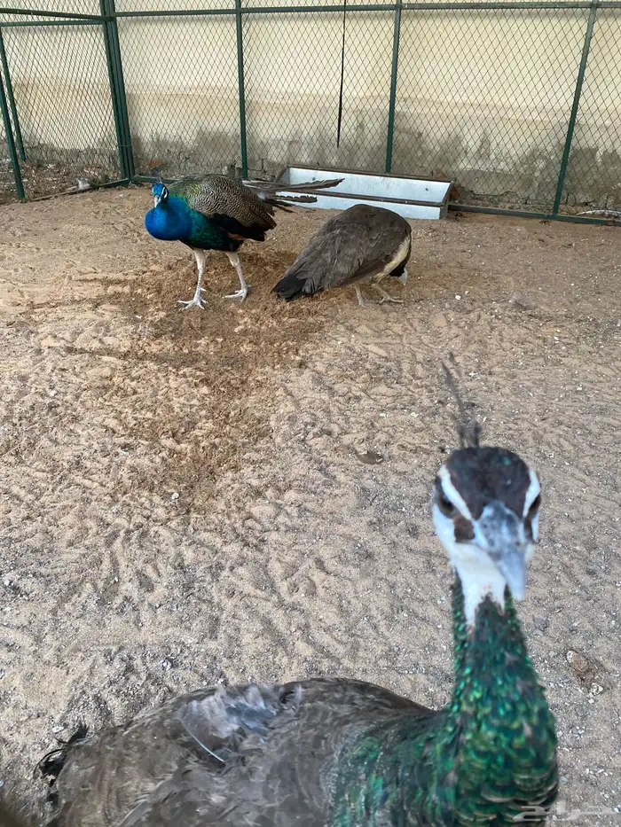 طقم طاووس منتج 1
