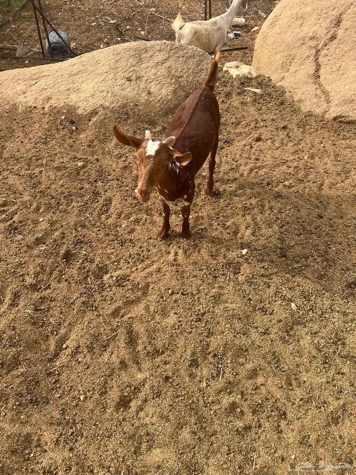 ثربان 1