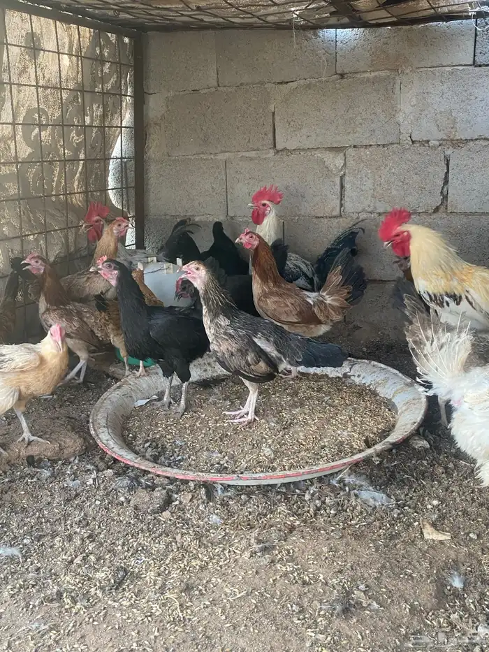 دجاج لبيع بلدي منوع 5