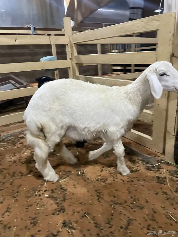 طلي لباني 0