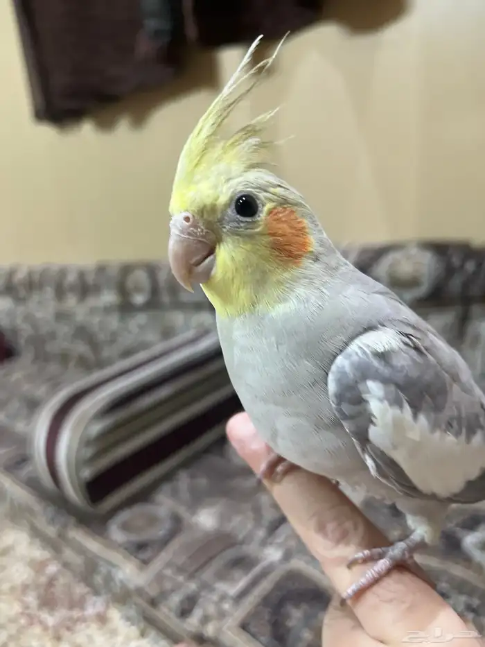 كروان الليف 1