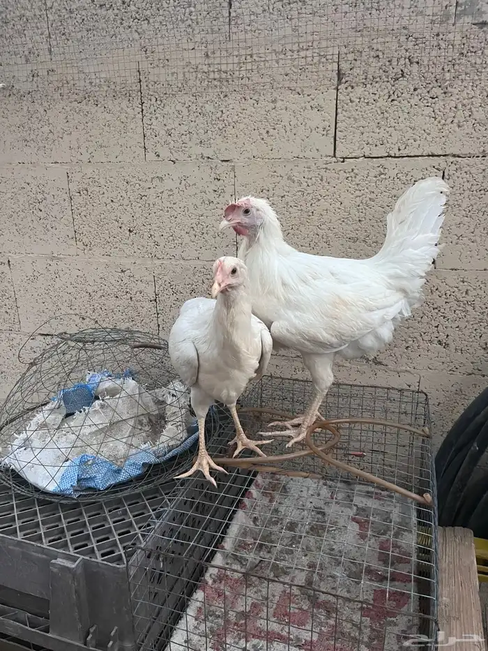 دجاج لوهمان عدد 3 دجاج وديك 1