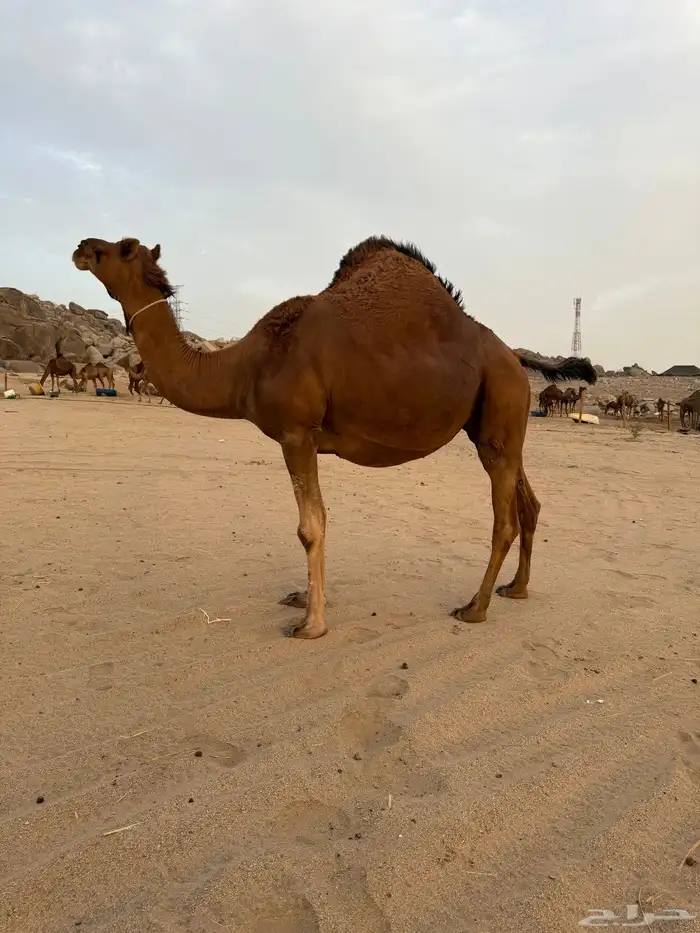 ملاقي ساحلية اصل 3