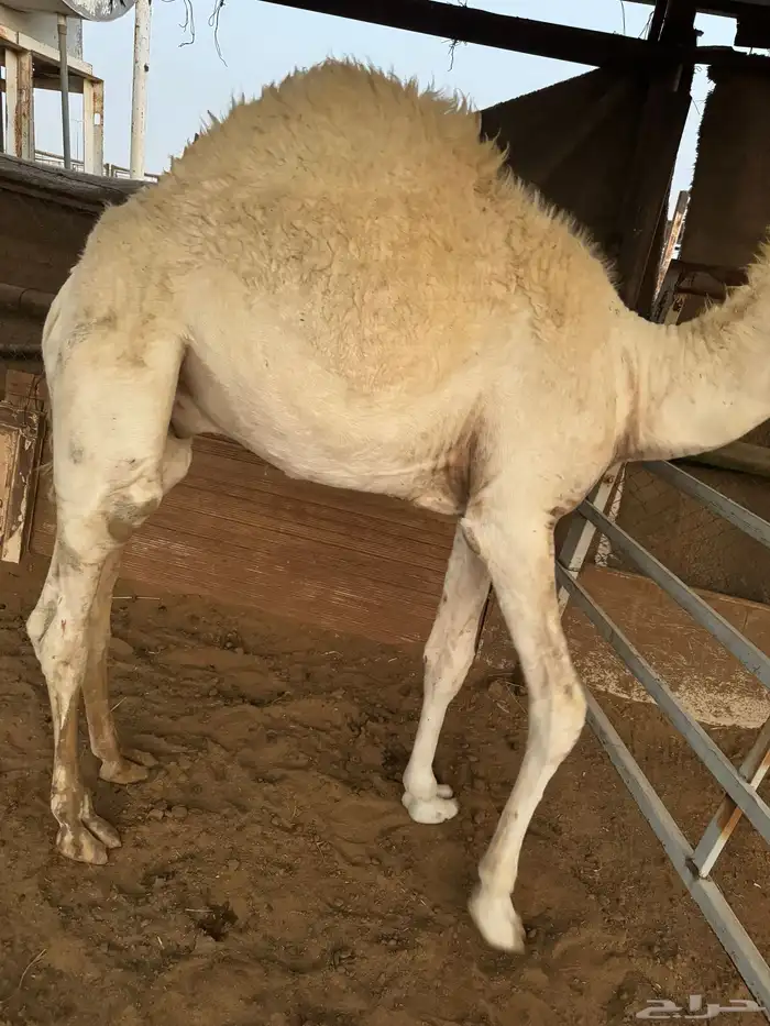 حوار مقفل فل 0