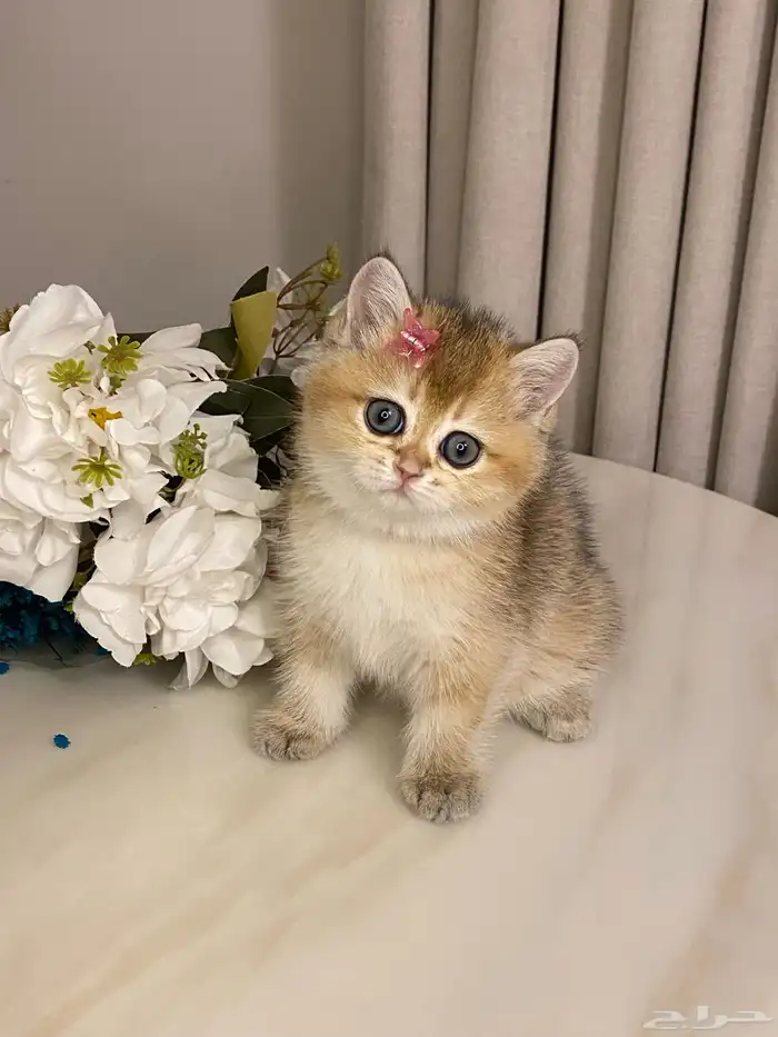 قطط للبيع سكوتش 4