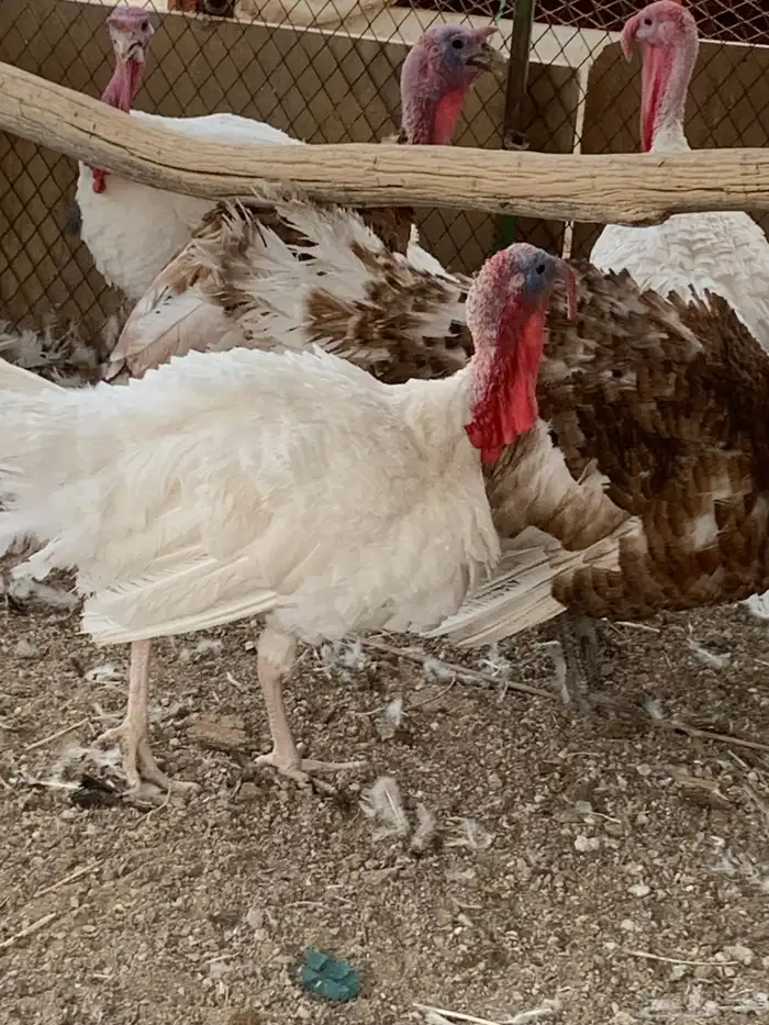 للبيع ديكه بلدي 2