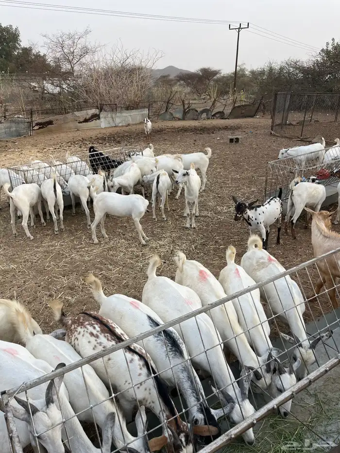 تيوس مذابح 0