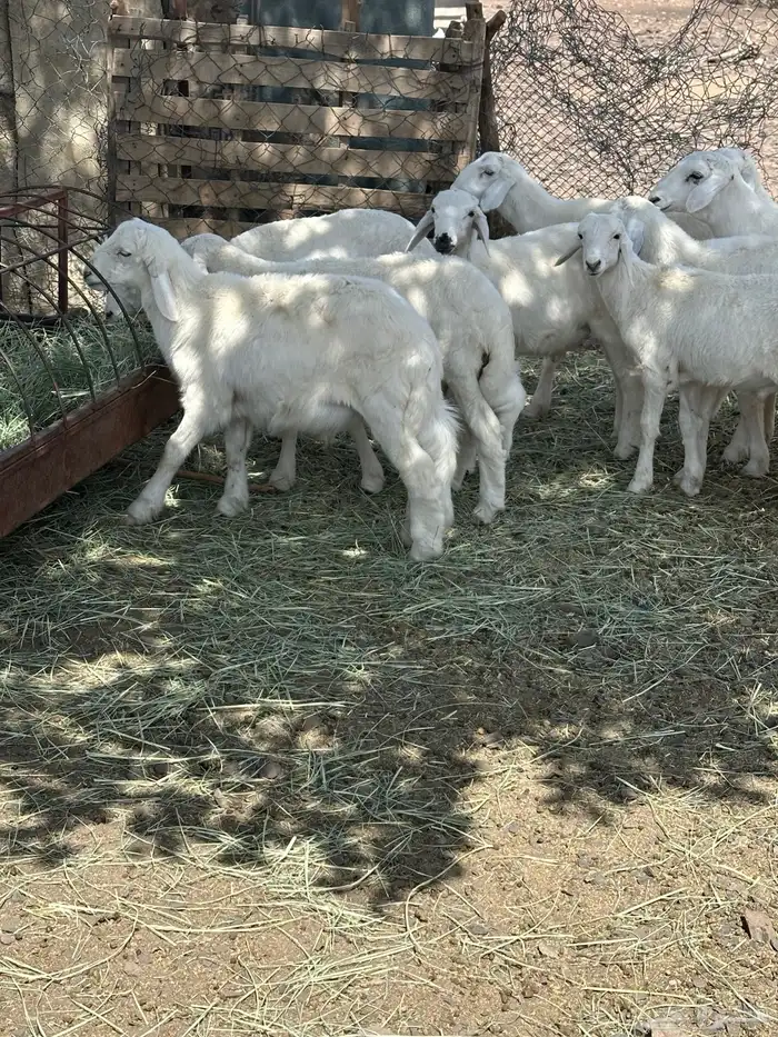 خرفان 3