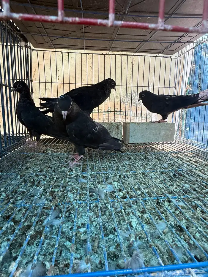 طبات صنعاوي بيور اصيل اسود 5